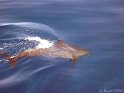 DSC09293 - 050330 b - Dauphins
